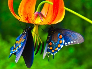 Beautiful-Butterflies